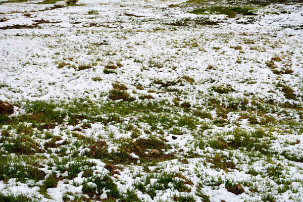 Ngay cả trong mùa hè, cỏ mọc thưa thớt trong đồng cỏ Himalaya Deosai và có tuyết rơi trên mặt đất. Ảnh: Amar Guriro