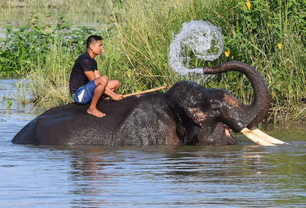 Một quản trượng ngồi trên con voi của anh khi con voi này ngâm mình dưới nước tại khu bảo tồn động vật hoang dã Pobitora Wildlife Sanctuary, ở Assam, Ấn Độ. Khu bảo tồn này có khoảng 25.000 con voi châu Á nhưng số lượng của chúng đang giảm dần chủ yếu do hoạt động săn trộm và phá hủy môi trường sống của con người. Ảnh: Biju Boro