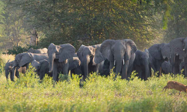 Những chú voi trong Vườn quốc gia Gorongosa ở Mozambique bị chấn thương do 15 năm nội chiến. Trong lịch sử, 2.200 con voi lang thang trong Vườn quốc gia này; năm ngoái ước tính có khoảng 800 con. Năm 2008, 6 con voi đực được di dời từ Vườn quốc gia Kruger ở Nam Phi như một phần kế hoạch tái sản xuất động vật hoang dã của Gorongosa. Ảnh: Katherine Jones / Idaho Statesman