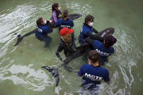 Nhân viên từ phòng thí nghiệm biển Mote chăm sóc 2 con cá voi sát thủ lùn bị mắc kẹt tại một bãi biển ở Clearwater, Florida, Mỹ. Ảnh: Conor Goulding / Phòng thí nghiệm biển Mote