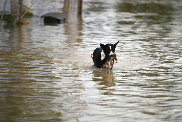 Một con chó mang theo chó con của nó qua vùng nước lũ ở Allahabad, Ấn Độ. Ảnh: Sanjay Kanojia