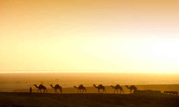 Lạc đà đuổi theo mặt trời mọc ở Ahmed Ela hướng vào sa mạc Danakil, Ethiopia. Ảnh: guenterguni