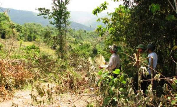 Hiện trường vụ phá rừng chiếm đất của Lâm trường Cô Ba (Quỳ Châu) năm 2013 vì người dân cho rằng đất của lâm trường quá nhiều, trong khi người dân không có đất để sản xuất