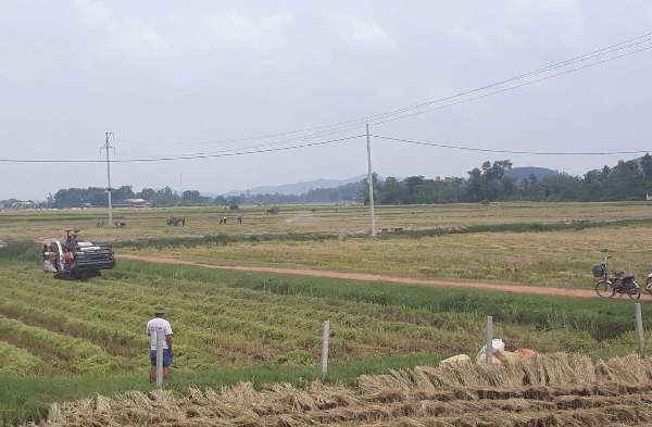 Khẩn trương thu hoạch lúa hè thu tại huyện Đô Lương