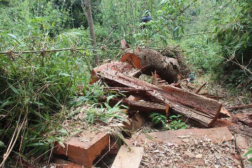 Khu vực xảy ra vụ phá rừng lim ở huyện Nam Giang