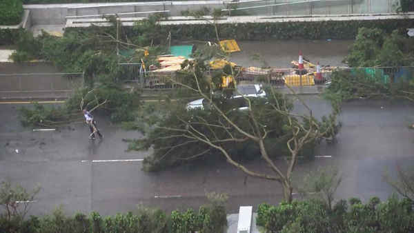 Người lái xe dọn dẹp cây đổ do siêu bão Mangkhut ở Hồng Kông, Trung Quốc vào ngày 16/9/2018