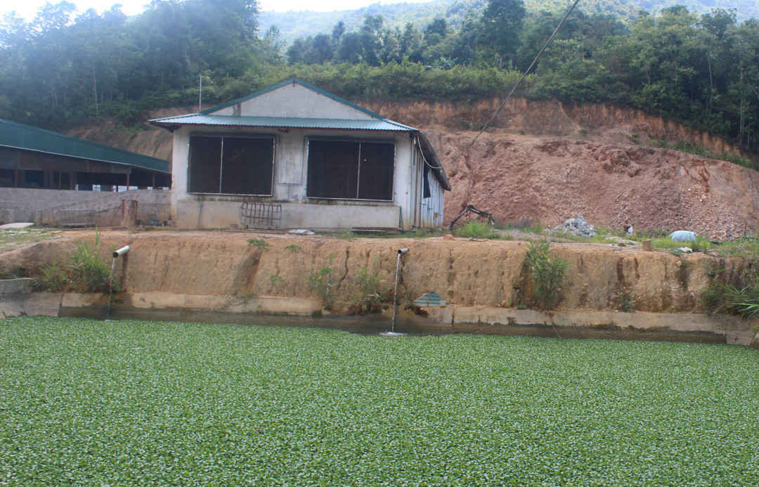 1. Mô hình chăn nuôi lợn sinh học tại Thị trấn Mường Chà, huyện Mường Chà: Nước thải sau khi qua bể chứa biogas được chuyển vào hồ chứa sinh học trước khi thải ra môi trường
