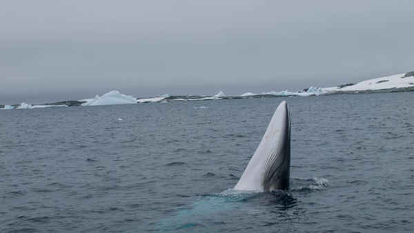 Cá voi Minke Nam Cực nổi lên ở Bán đảo Nam Cực. Ảnh: Cuộc thám hiểm OneOcean Expeditions/WWF