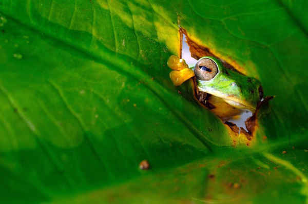 Chung kết Giải thưởng Comedy Wildlife Photography: một chú ếch cây nhìn chăm chú qua lá. Ảnh: Muntazeri Abdi / CWPA / Barcroft Images