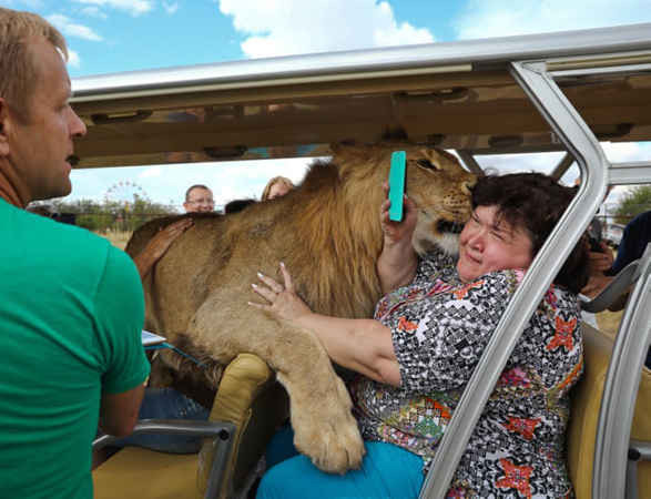 Cuộc gặp gỡ gần gũi với sư tử trong một tour du lịch quanh công viên Safari Taigan ở Crimea. Ảnh: Sergei Malgavko / TASS