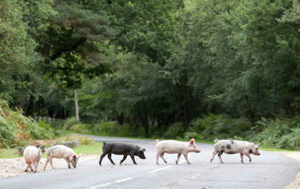 Lợn trong nước băng qua đường gần Burley ở Hampshire, Vương quốc Anh. Ảnh: Andrew Matthews / PA