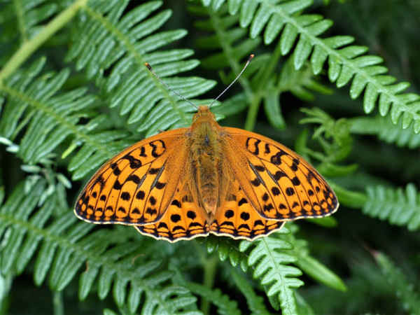 Bướm đốm màu nâu ở Heddon Valley, nơi National Trust đang tạo ra một khu bảo tồn cho những con bướm đang bị đe dọa ở Vương quốc Anh. Ảnh: National Trust Image