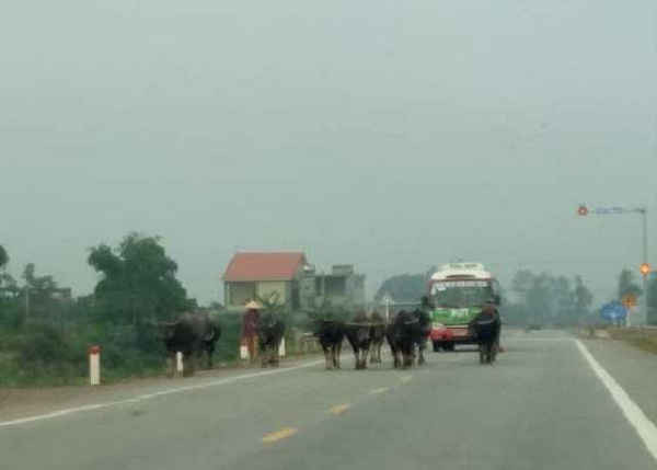 Đường N5, đoạn qua xã Trù Sơn, huyện Đô Lương người dân thường lùa đàn trâu, bò đi trên đường gây mất an toàn giao thông