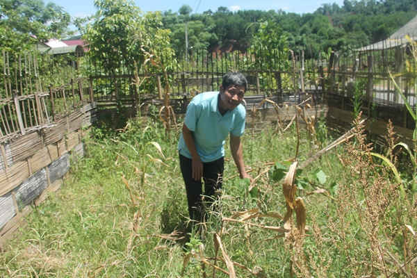 Hộ gia đình ông Vi Văn Duyên, bản Huồi Đừa đang rơi vào cảnh hết sức khó khăn vì đất ruộng và đất rừng sản xuất không có, chỉ có một mảnh đất mấy chục m2 để trồng rau