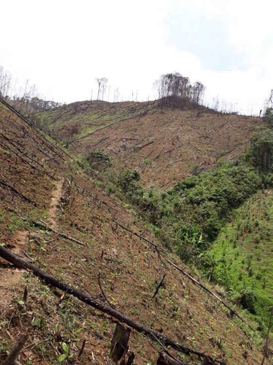 Ảnh phá rừng ở Tràng Định