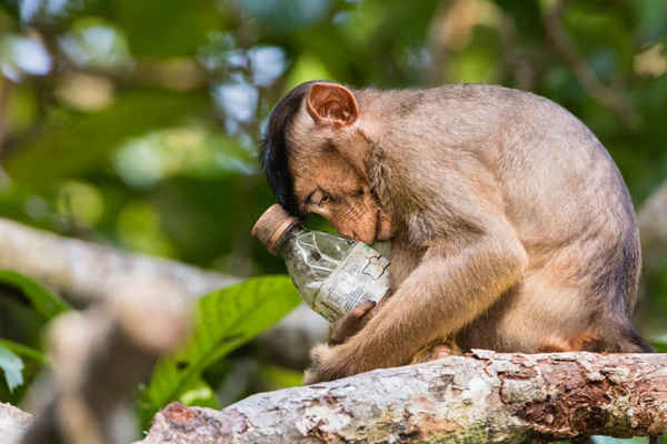 “Not in My Forest” của Calvin Ke - nhiếp ảnh gia môi trường rất được khen ngợi trong năm. Một chú khỉ đuôi lợn phía Nam ôm chặt một chai nhựa trong môi trường sống tự nhiên nguyên sơ của nó ở Borneo, Malaysia