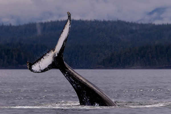 Cá voi lưng gù ở Quần đảo Broughton, Rừng mưa nhiệt đới Great Bear, British Columbia, Canada. Ảnh: Alamy Stock Photo