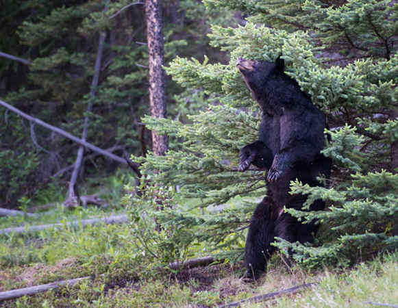 Gấu đen gãi lưng trong vùng hoang dã Rocky Mountain, Canada. Ảnh: Jill Cooper / Alamy