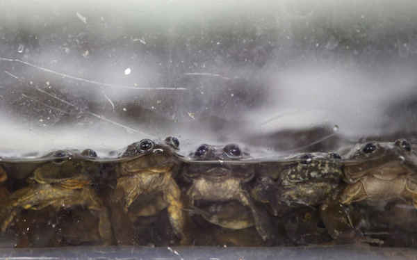 Những con ếch trong bể được giải cứu tại các cơ sở của Forest Service và Wildlife ở Lima, Peru. Các nhà chức trách đã chặn một lô hàng động vật hoang dã bất hợp pháp bao gồm khoảng 2 nghìn con ếch. Ảnh: Martin Mejia / AP