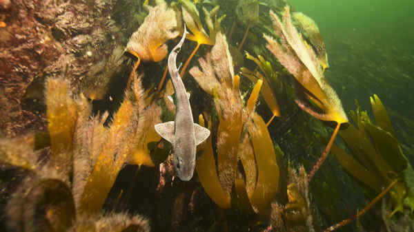 Một con cá mập chó ở khu vực tảo bẹ. Ủy ban Holyrood ở Scotland đã bỏ phiếu cấm thu hoạch cơ học tảo bẹ, sau khi hơn 10.000 người ủng hộ một yêu cầu chống lại việc thu hoạch này. Ảnh: Andy Jackson / Subea TV / PA