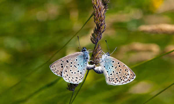 Đôi bướm xanh lớn trên đồi Collard, Somerset. Loài bướm quý hiếm này vốn đã tuyệt chủng trước đây ở Anh đã tận hưởng mùa hè tuyệt vời nhất sau khoảng thời gian thời tiết đẹp và hoạt động bảo tồn tốt. Ảnh: Nick Hatton / Alamy