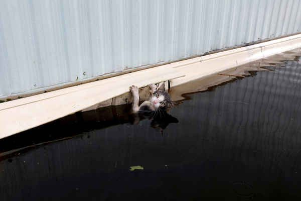 Con mèo bám vào một cạnh của xe moóc trước thời điểm nó được cứu, sau khi nước sông Cape Fear về phía Đông Bắc bị tràn bờ do bão Florence ở Burgaw, Bắc Carolina, Mỹ. Ảnh: Jonathan Drake / Reuters