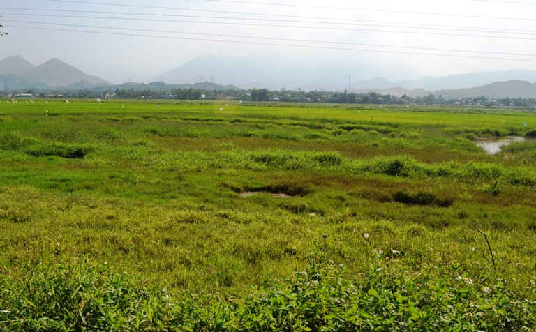 Ruộng đất ở thôn Phước Hậu bỏ hoang vì không có nguồn nước tưới tiêu, bị ô nhiêm vào mùa mưa