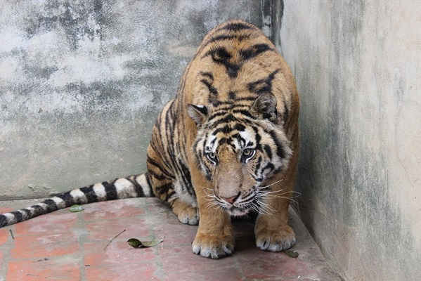 Cá thể hổ bị nuôi nhốt ở trang trại của Nguyễn Mậu Chiến