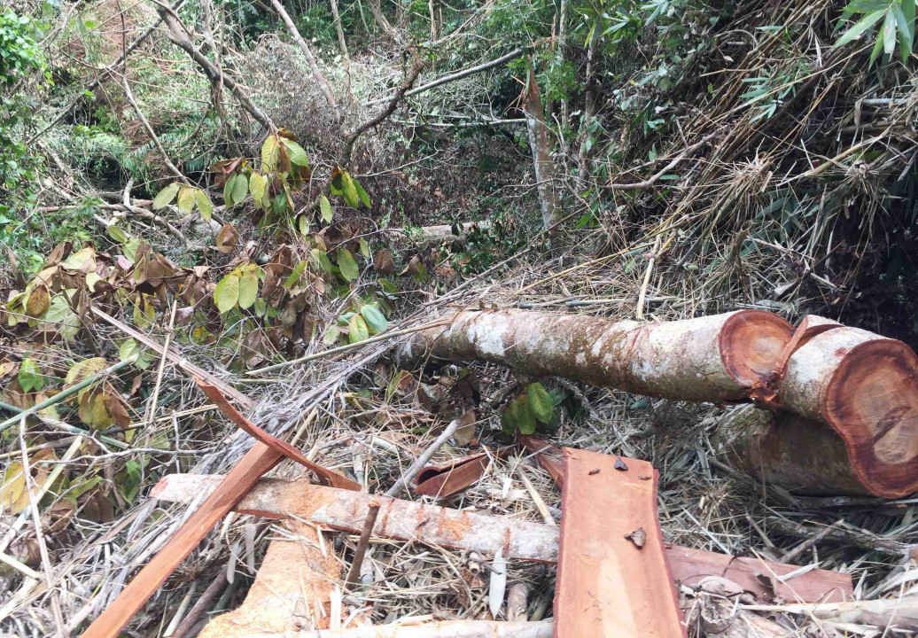 Rừng phòng hộ A Lưới (tỉnh Thừa Thiên Huế) bị chặt phá nghiêm trọng