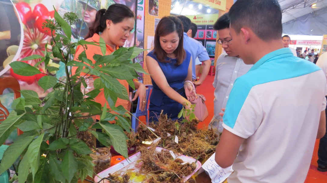 Sâm củ Ngọc Linh được bán trong phiên chợ sâm Ngọc Linh tại huyện Nam Trà My, Quảng Nam
