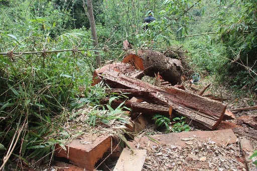 Hiện trường nơi xảy ra vụ phá rừng ở xã Chà Vàl