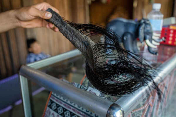 Một nhà cung cấp cầm một chiếc đuôi voi cắt nhỏ mà ông cho là sẽ mang lại may mắn tại một chợ ở thị trấn Liên Sơn, tỉnh Đắk Lắk, Việt Nam. Ảnh: Thanh Nguyen / AFP / Getty Images