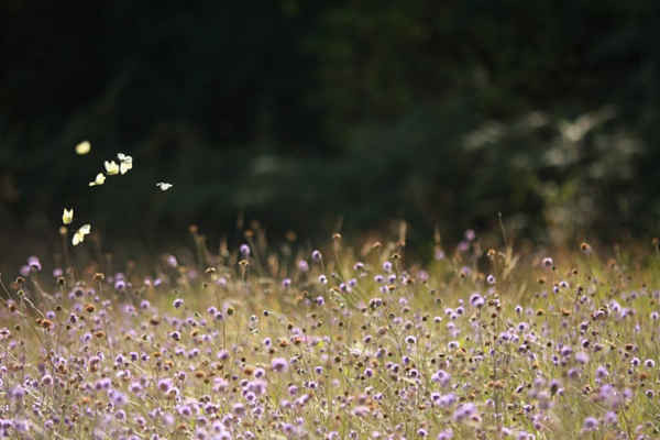 Bướm trắng nhỏ - loài bướm phổ biến nhất trong số những bức ảnh của Anh năm nay, và một trong những loài có số lượng gia tăng nhờ thời tiết đẹp. Ảnh: Will Langdon / Butterfly Conservat / PA
