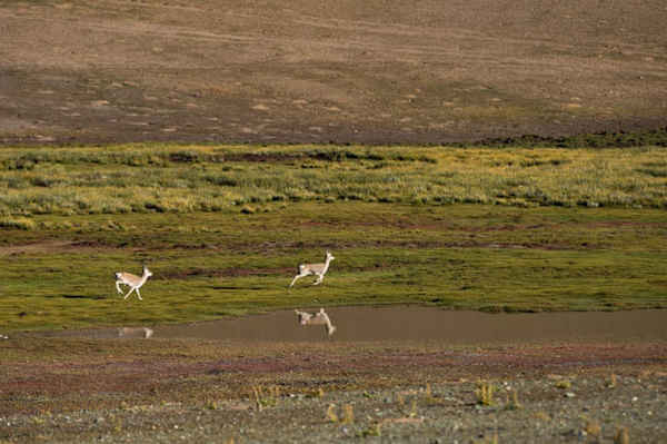 Linh dương Gazelle Tây Tạng gần hồ Zhari Namco ở Ali, Tây Tạng. Ảnh: Xinhua / Barcroft Images