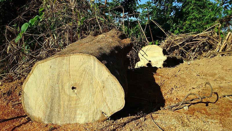 Nhiều cây gỗ to bị đón hạ ở tiểu khu 341