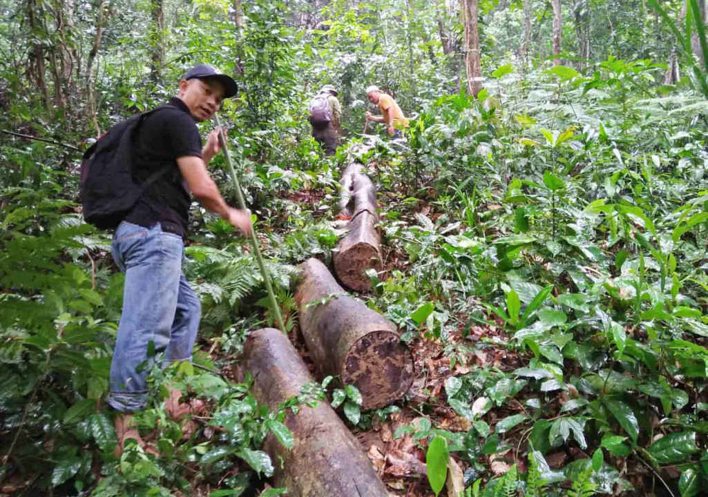 Những khúc gỗ bị “lâm tặc” bỏ sót lại trong rừng phòng hộ Phú Lộc