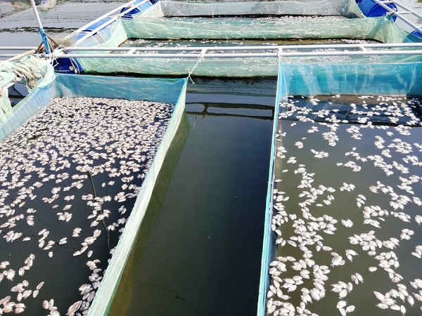 Hàng vạn con cá dìa giống chết trắng vẫn để ở dưới bè
