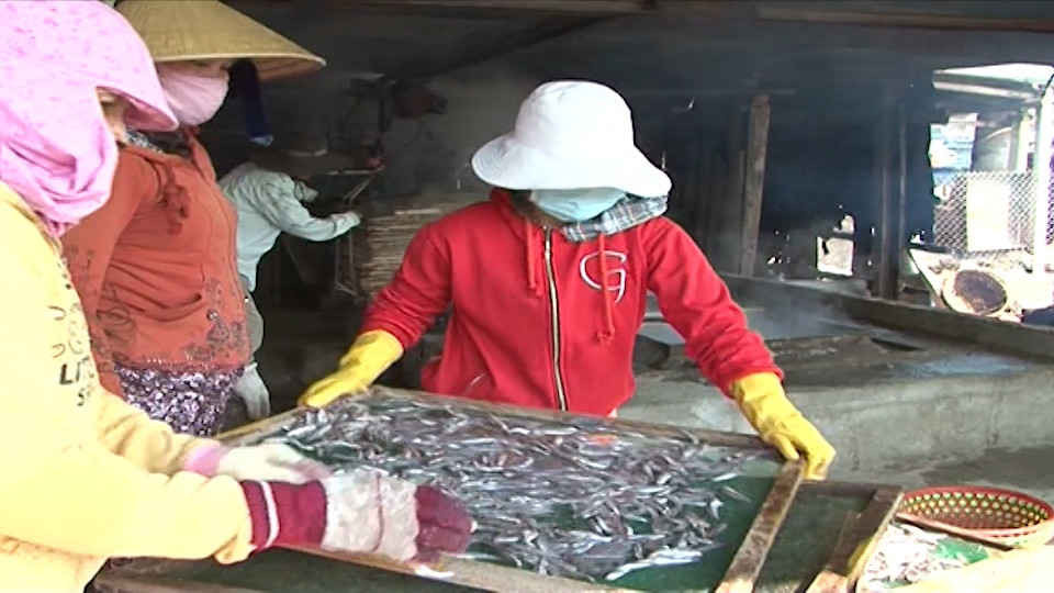 Mùa cá cơm ở Quảng Ngãi đến sớm hơn so với mọi năm