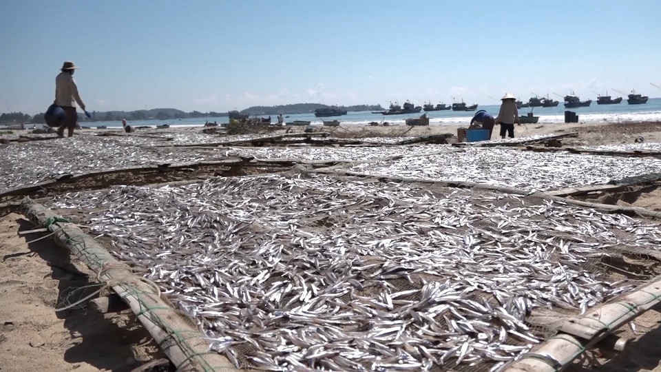 Cá cơm phơi khô ở bãi biển Tịnh Kỳ
