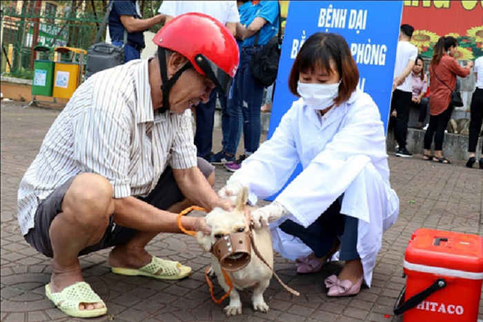 Chi cục Thú y Lào Cai đã tổ chức tiêm vắc-xin phòng dại miễn phí cho chó, mèo trên địa bàn