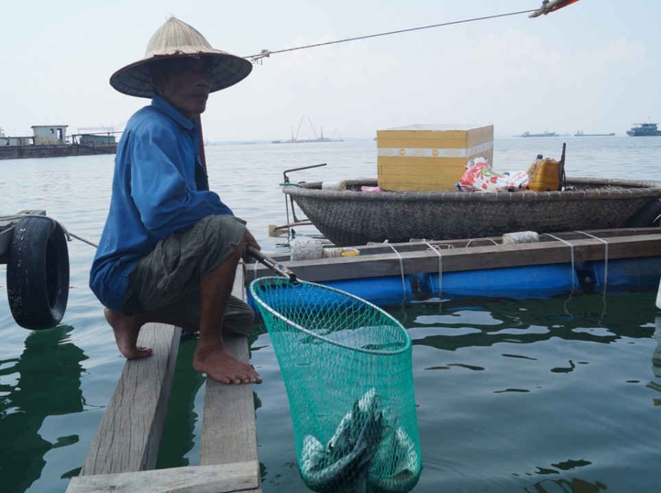 Các hộ nuôi lồng bè vùng biển Dung Quất vớt số cá chết để tránh ô nhiễm môi trường 