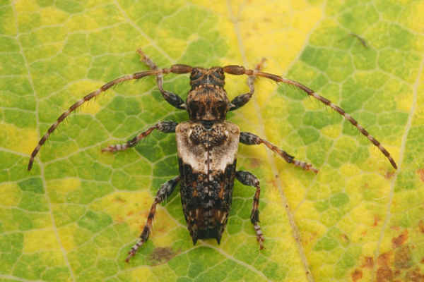 Một con bọ cánh cứng sừng dài và đầu có gai nằm trên lá ở Tipperary, Ireland. Ảnh: Larry Doherty / Alamy Stock Photo