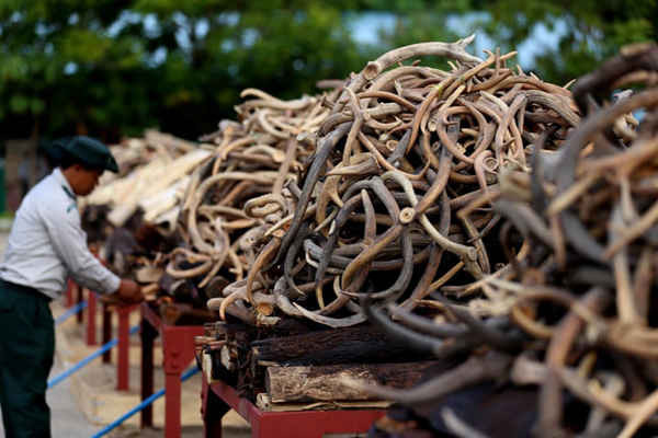 Ngà voi và động vật hoang dã bị tịch thu được chất đống sẵn sàng để đốt tại Naypyidaw, Myanmar trong đợt thử nghiệm và chống buôn bán động vật hoang dã bất hợp pháp. Ảnh: U Aung / Xinhua / Barcroft Images