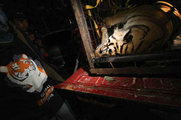 Cơ quan bảo tồn của Indonesia vận chuyển con hổ Sumatran đã chết trong một cái bẫy lợn trong một khu rừng ở khu nhiếp chính Kuantan Singingi. Ảnh: Hadley Valdi / Pacific Press / Barcroft Images