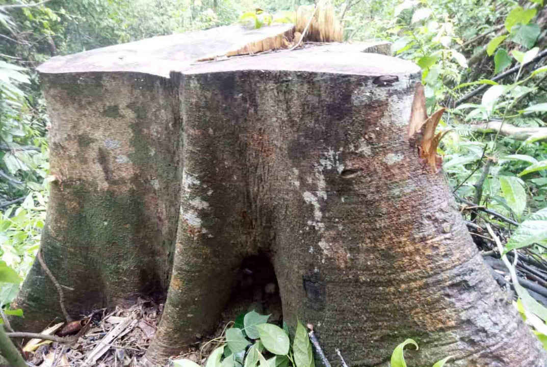 Rừng phòng hộ tại Thừa Thiên Huế bị lâm tặc tàn phá không thương tiếc trong thời gian qua