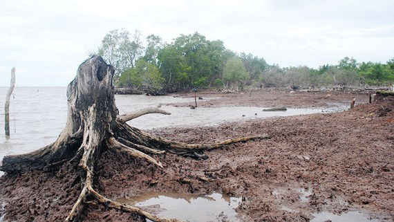 Bờ biển của tỉnh Cà Mau bị sạt lở