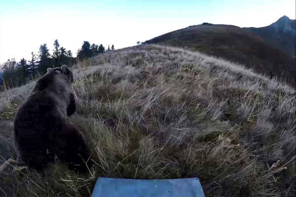 Ảnh chụp màn hình được lấy từ một đoạn video cho thấy một con gấu cái ở vùng núi Bearn, Pháp được thả. Ảnh: AFP / Getty Images