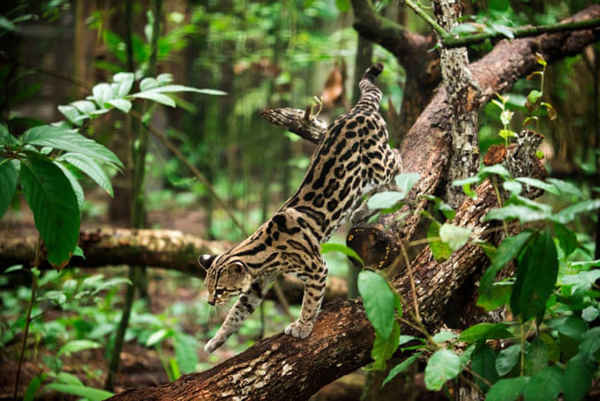Một con mèo rừng Nam Mỹ trong rừng mưa nhiệt đới ở Belize. Ảnh: Sergi Reboredo / PA