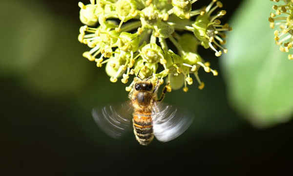 Ong mật đậu trên bông hoa thường xuân nở rộ ở Ludwigsburg, Đức. Ảnh: Thomas Kienzle / AFP / Getty Images