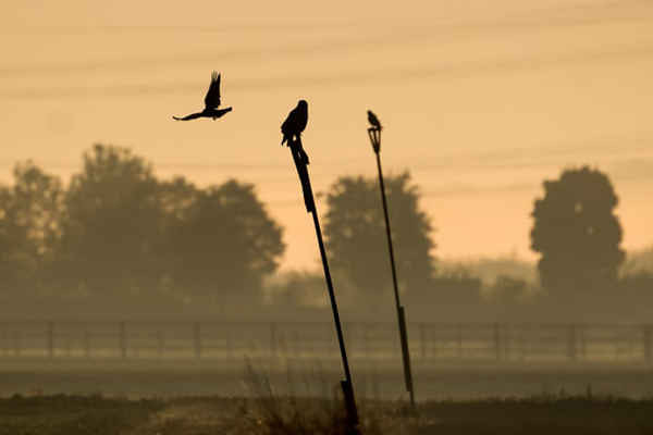 Chim đại bàng và chim cú đậu trên cọc lúc sáng sớm ở Pulheim, phía Tây nước Đức. Ảnh: Federico Gambarini / AFP / Getty Images